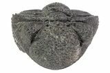 Bumpy, Enrolled Drotops Trilobite - Around #66336-1